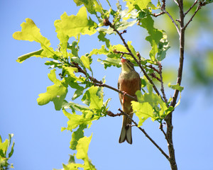Ortolan Bunting (Emberiza hortulana).