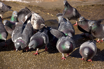 Fototapeta premium Flock of Pigeons