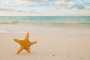 Obraz na płótnie Canvas starfish on golden sand beach with waves in soft sunset light