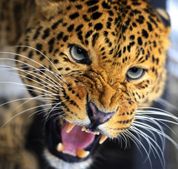 Leopard