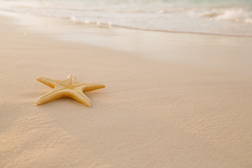 Fototapeta na wymiar starfish on golden sand beach with waves in soft sunset light