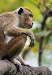 Macaca