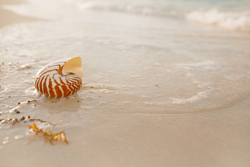 nautilus sea shell on golden sand beach in  soft sunset light