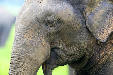Fototapeta premium Elephant