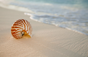nautilus sea shell on golden sand beach in  soft sunset light