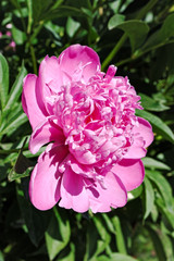 Blooming pink peony flower