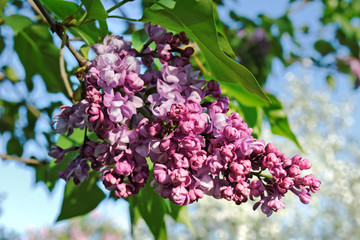 Purple lilac flower at the sky background