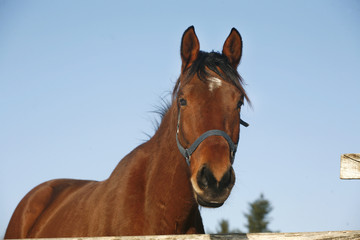 Head of a yoiung thoroughbred horse under blue sky rural scene