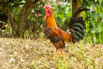 gallo