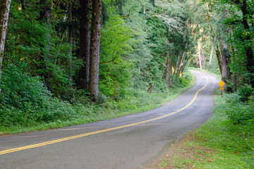 Two Lane Road Cuts Through Dense Tree Canopy Hoh Rainforest