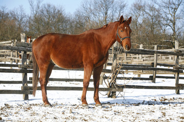 .Warm Blood Horse Standing In Winter Corral Rural Scene