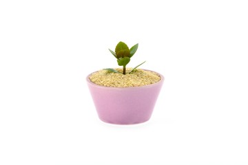 On a sesame seed grows flower in cup