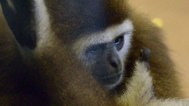 The video shows Mammals-monkeys Lar gibbon (Hylobates lar)