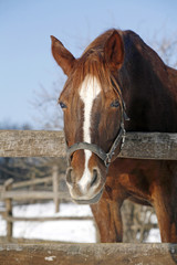 Chestnut horse looking over corral fence
