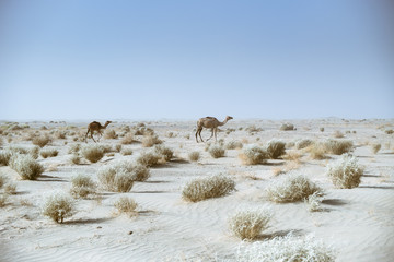 Dromadaires et liberté