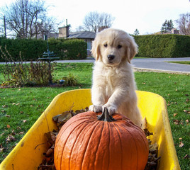 Golden Retriever Puppy in Wheelbarrow