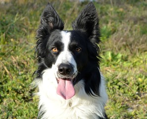 Border collie