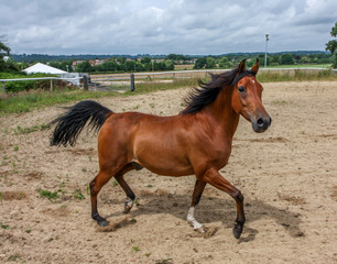 Chestnut brown horse trotting in a manege ring.
