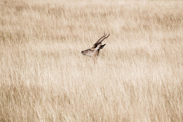 Lying deer in a grass in summer