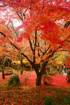 maple in kyoto