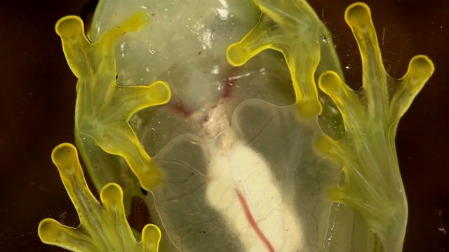 Glass Frog (Hyalinobatrachium sp.), Ecuador