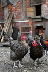 chickens, animals, barn, country, eggs, 