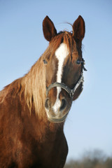 Portrait of a nice purebred horse winter corral rural scene.