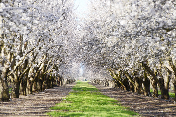 Naklejka premium almond blooming