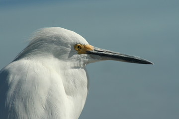 White Egret Portrait