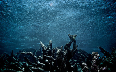 Dead coral in Venezuela