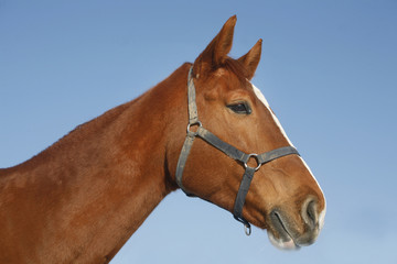Obraz premium Portrait of nice purebred chestnut gold horse at corral door