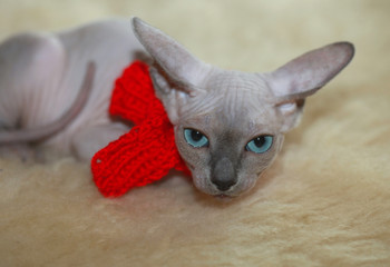 sphinx cat