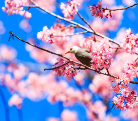 White-headed Bulbul and Cherry Blossom or Sakura