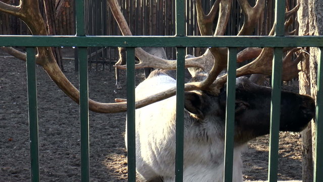 The video shows Mammals-Reindeer (Rangifer tarandus)