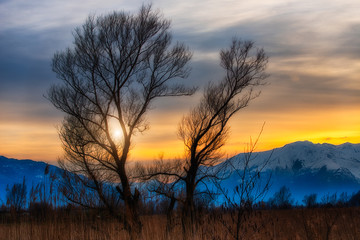 Sunset between trees in the background snowy mountains