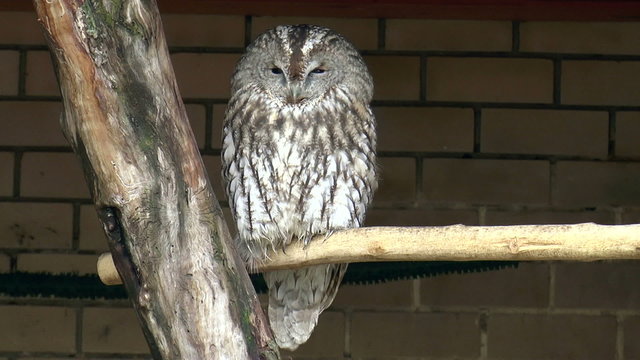 The video shows bird-Tawny Gray owl (Strix aluco L.)