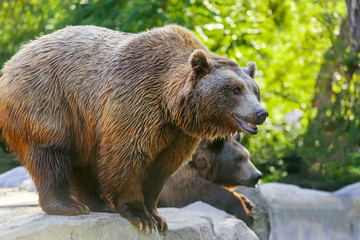 Brown bear looks attentively, another bear on background