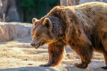 Fototapeta premium Brown bear walking