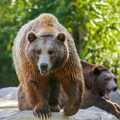 Fototapeta na wymiar Grizzly brown bear looking forward, front view