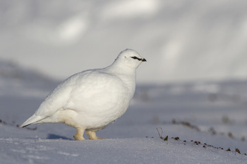 Rock Ptarmigan male who goes on winter tundra © Tarpan
