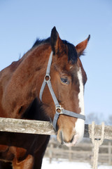 Head of a beautiful purebred chestnut stallion in winter corral