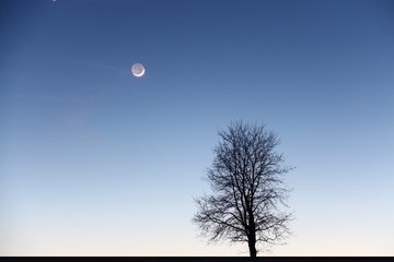 mond hinter baum I