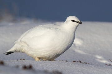 Rock Ptarmigan male who stands  in the winter tundra
