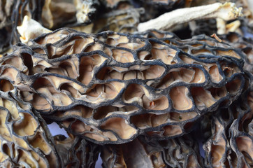 Dry Morels close up