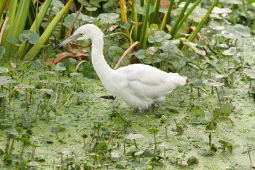 Obraz premium Juvenile Little Blue Heron (Egretta caerulea)