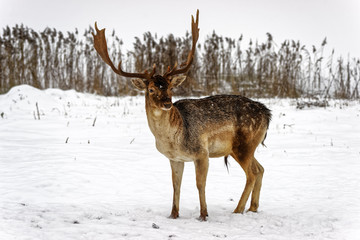 Fallow deer in winter snow field