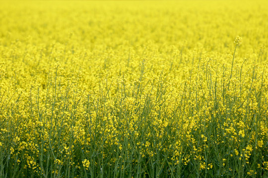 Rapeseed field