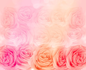 Fototapeta na wymiar Flower rose background