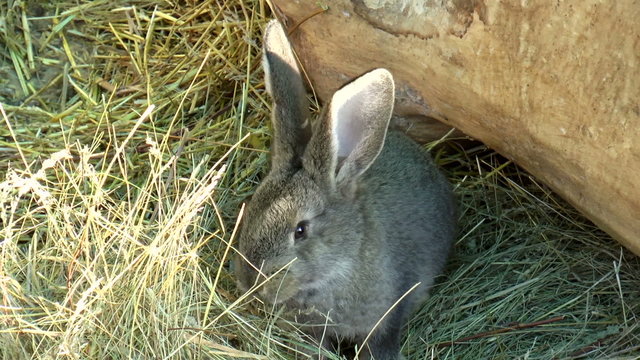 The video shows Mammals-rabbit, family of lagomorphs