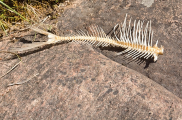 Fishbone on rock. Fish skeletton drying on rock.